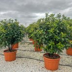 Červienka čínska (Photinia Serratifolia) ´CRUNCHY´® - výška 150-200 cm, kont. C150L VIACKMENNÝ DÁŽDNIK